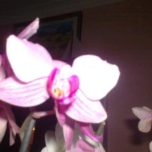 phal in fiore...
