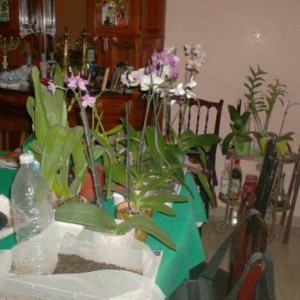 il mio salone invaso da orchidee!
