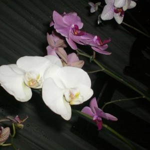 fiori di phalenopsis
