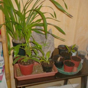 orchidee, nepenthes e semine tropicali