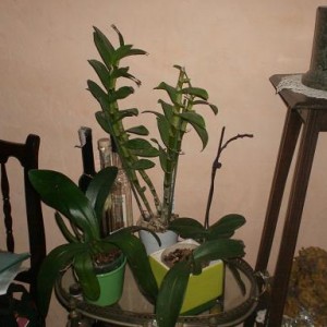 orchidee in ogni dove