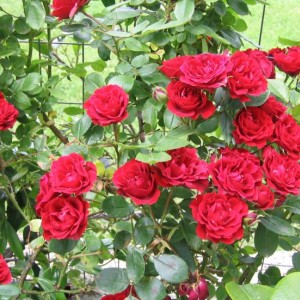 rose rampicanti Red passion