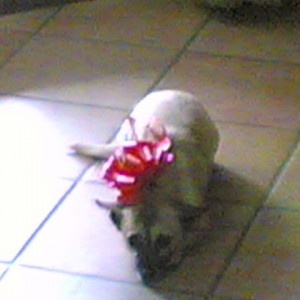 Lola a Natale 2008.