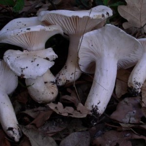 Hygrophorus penarius.