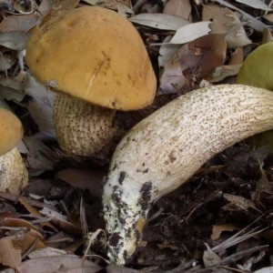 Leccinum crocipodium