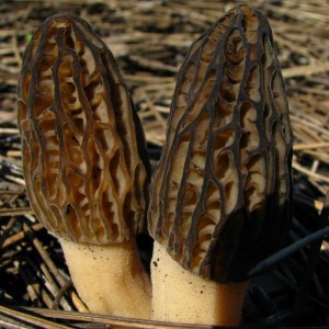 Morchella conica.