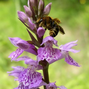 Dactylorhiza maculata