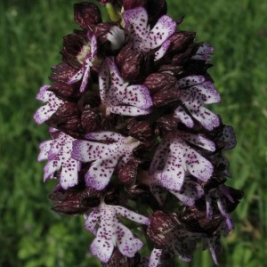 Orchis purpurea.