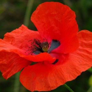 Papaver rhoeas