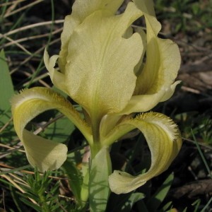 Iris lutescens.