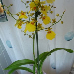 oncidium1.