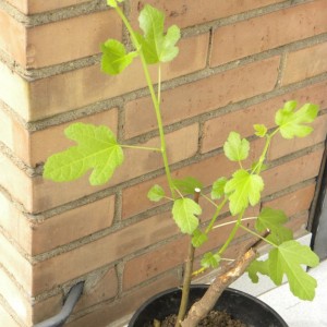 Questo ficus carica l'ho estirpato a Castelnuovo Garfagnana, nel terreno di Carla che avrebbe dovuto comunque strapparlo da lì dove si trovava.

Non