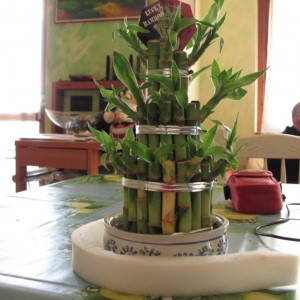 Lucky bamboo