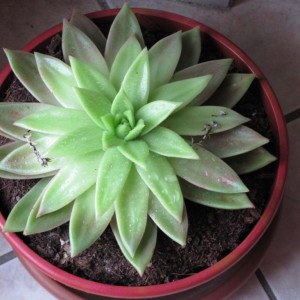 echeveria