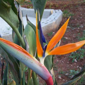 Strelitzia