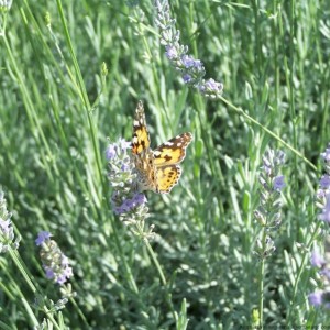 Farfalla su lavanda