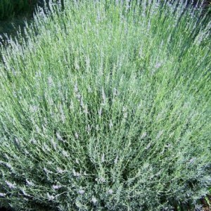 lavanda