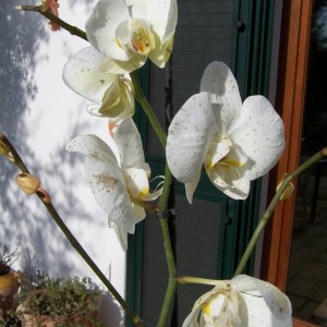 Phalenopsis