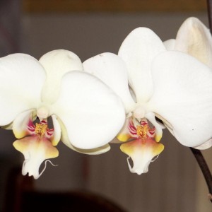 Phal malaticcia-2.