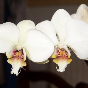 Phal malaticcia-3.