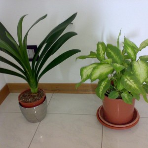 Clivia & Dieffenbachia