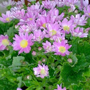 Cineraria 2