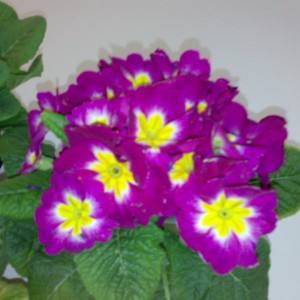 Primula viola.