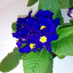 Primula blu.