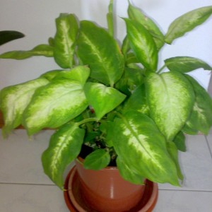 Dieffenbachia.