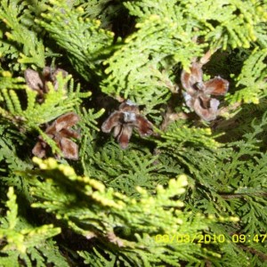 thuja