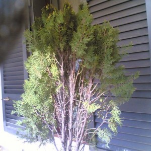 thuja