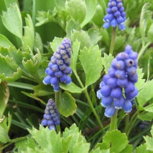 muscari_2303.