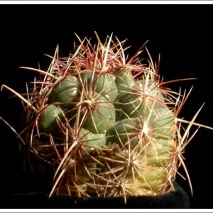 Thelocactus bicolor