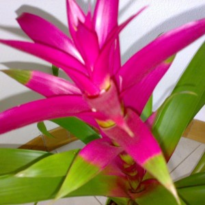 Guzmania 2.