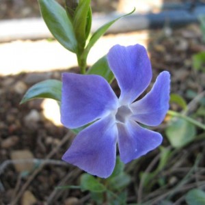 vinca.