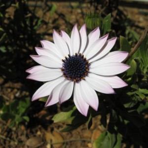 osteospermum.