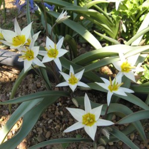 tulipa turkestanica