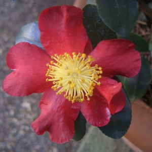 Camelia Sasanqua Yuletide