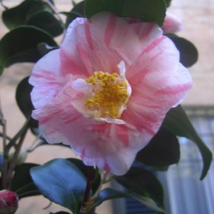 Camelia Japonica Tricolor Florentine