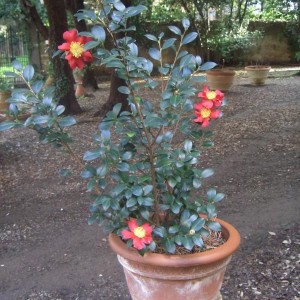 Camelia Sasanqua Yuletide