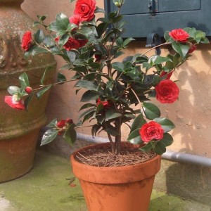 Camelia Reticulata Black Lace