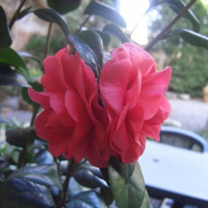 Camelia Japonica non identificata