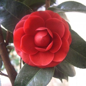 Camelia Reticulata Black Lace