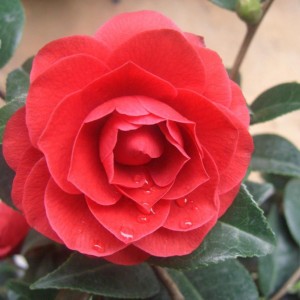 Camelia Reticulata Black Lace