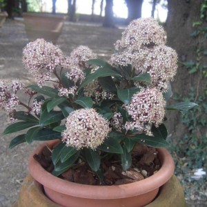 Skimmia Japonica