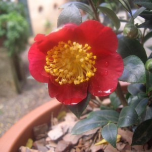 Camelia Sasanqua Yuletide