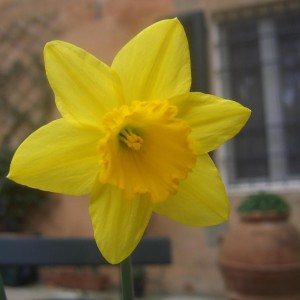 Narciso