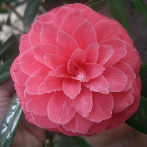 Camelia Japonica Mrs. Tingley