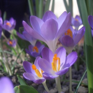 Crocus