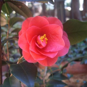 Camelia Japonica non identificata